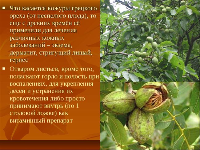 Грецкий орех - краткая характеристика и особенности выращивания культуры